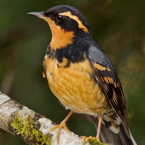 Pacific Northwest Science and Conservation Program Photo